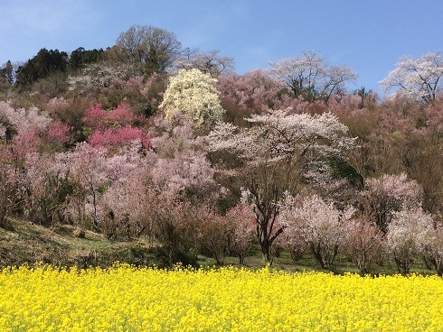 花見山公園